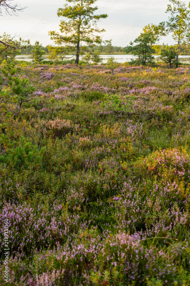 Fototapeta premium Purple Heather Meadow with Pine Trees and Lake