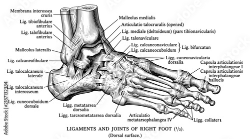 Detailed engraving of ligaments and joints of right foot showing anatomical structures