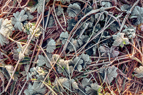 Foto Frost-covered Leaves and Grass Create a Winter Wonderland in Nature
