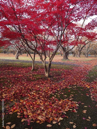 Obraz na płótnie 紅葉（落ち葉あり）