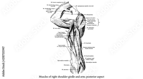 Naklejka Muscles of right shoulder girdle and arm shown in engraved illustration