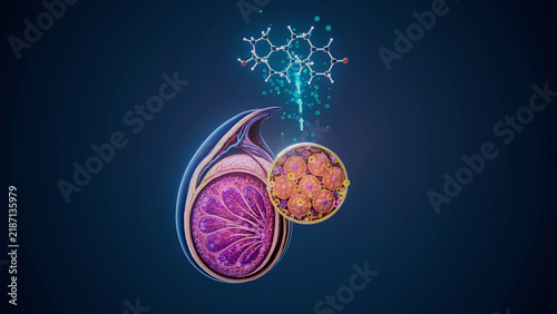 Fotografie Conceptual 3D illustration of testosterone production and hormone function