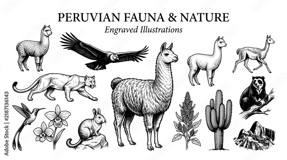 Obraz premium Engraved illustrations of Peruvian fauna and nature featuring various animals and plants