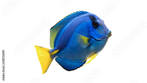 Cuadro en lienzo Vibrant blue tang fish popular saltwater aquarium pet isolated on transparent ba