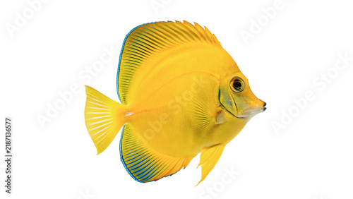 Fotografía Vibrant yellow tropical discus fish swimming calmly close up isolated on transpa