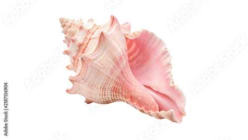 Obraz na plátně Elegant spiral pink murex sea shell exotic ocean souvenir isolated on transparen