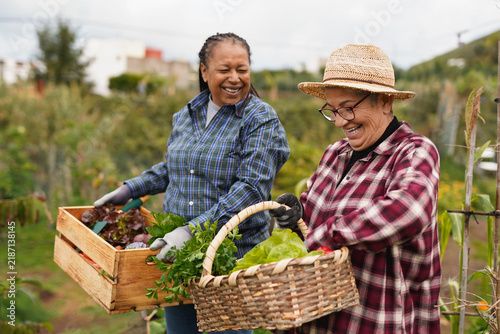 Happy multiracial senior women having fun during harvest period in the garden - Female farmer friends picking up fresh organic vegetables - Autumn season and healthy lifestyle concept