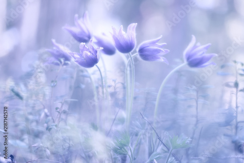 Foto Spring flowers: bells, pasqueflowers