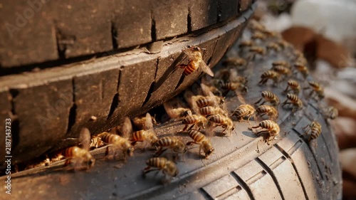 Close-up shot of wild bees adapting to city life, nesting inside a discarded rubber tire. Concept of urban wildlife, insect behavior, and environmental adaptation.