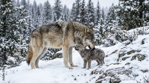 Tapety artystyczne Two wolves interacting in a snowy forest during winter.