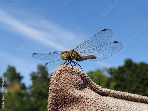 Dragonfly with open transparent wings against a blue sky background