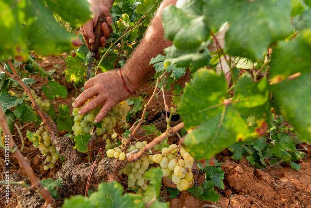 Obraz premium Mature adult farmer's hands carefully cutting ripe Muscat grapes from the vine, performing traditional viticulture and wine harvest in the sunny Llíber region of Alicante, Spain - stock photo