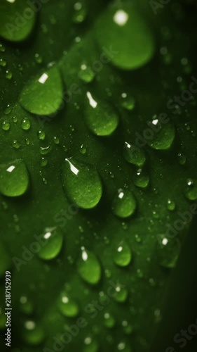 Close up of water droplet on plant