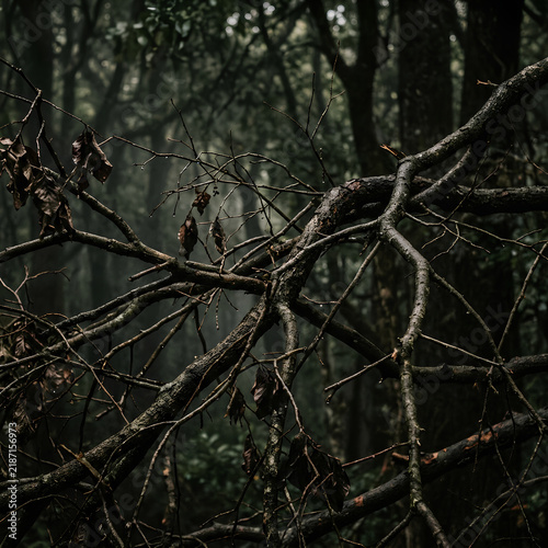 Dark Forest Scene with Twisted Tree Branches and Dense Vegetation.