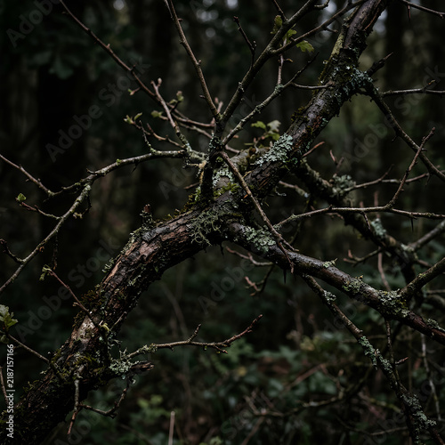 Dark Forest Scene with Twisted Tree Branches and Moss.