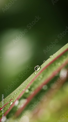 Close up of water droplet on plant