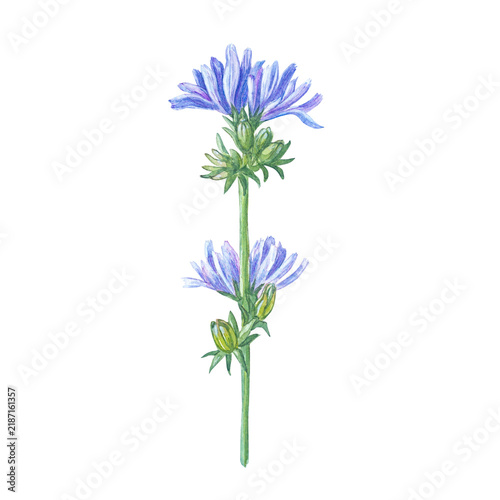 Watercolor chicory stem with blue blooming flowers and green buds. Hand drawn botanical illustration isolated on background for tea packaging and floral design. Realistic detailed drawing
