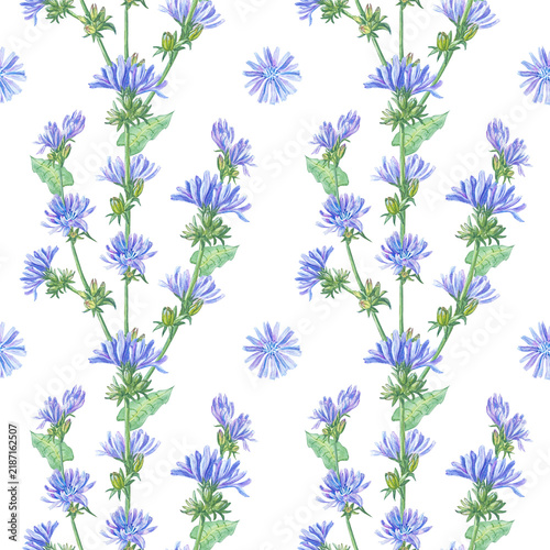 Watercolor chicory seamless pattern with blue flowers, stems and green leaves. Hand drawn floral background for tea packaging design, natural cosmetics and textile print. Detailed art