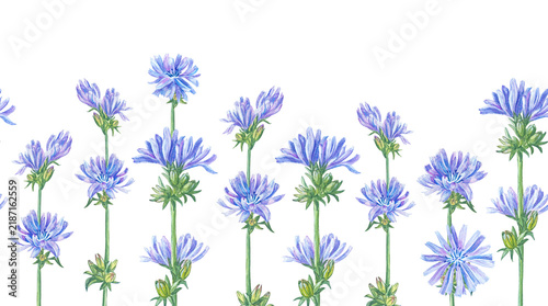 Watercolor chicory seamless border pattern growing blue flowers. Hand drawn botanical illustration for herbal tea packaging edge, natural cosmetics box and horizontal print design. Detailed art