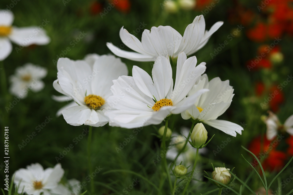 Fototapeta premium White cosmos flowers in the park
