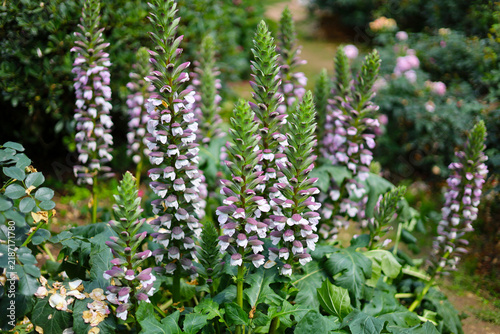 Fotografie Tall spikes of Acanthus mollis flowers blooming in a sunny garden