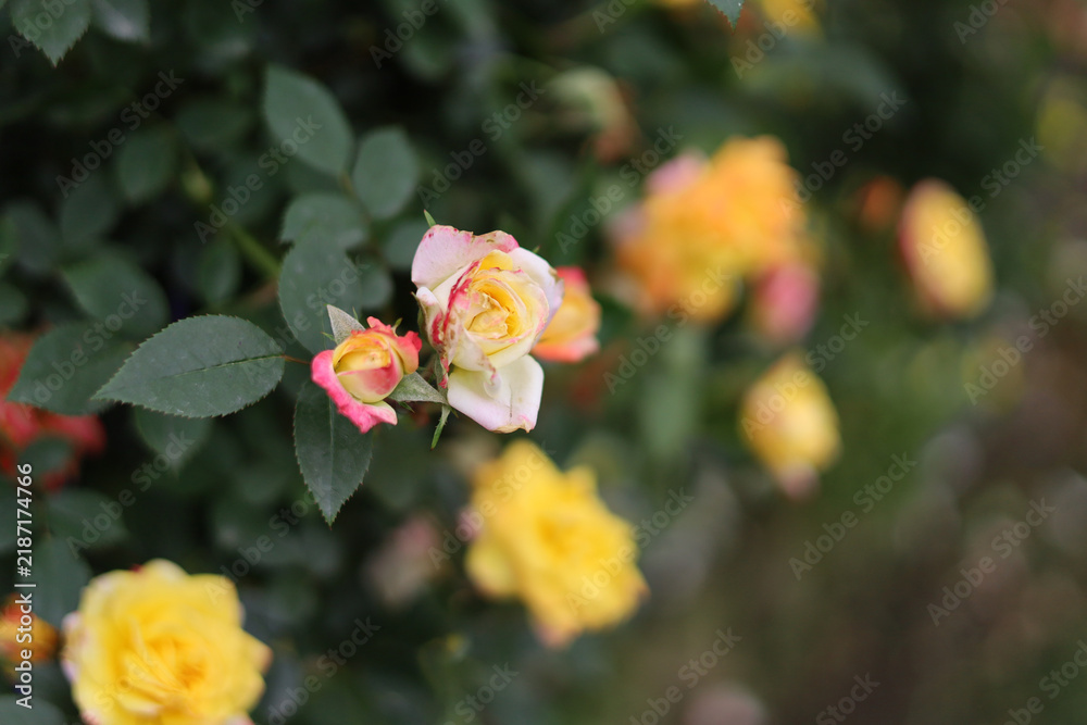 Obraz premium Multi-colored roses blooming with yellow and pink petals on green bushes in a garden.