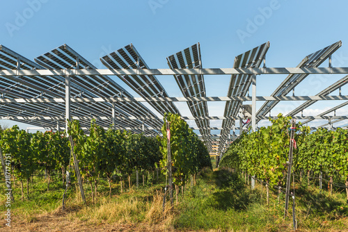 Agrivoltaic solar panels installed above vineyard rows in the Kaiserstuhl wine region of Germany