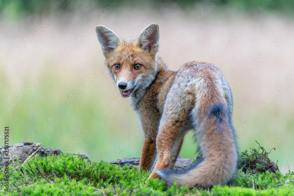 Obraz premium Young Red Fox (Vulpes vulpes) searching for food and water in the forest of Noord-Brabant in the Netherlands