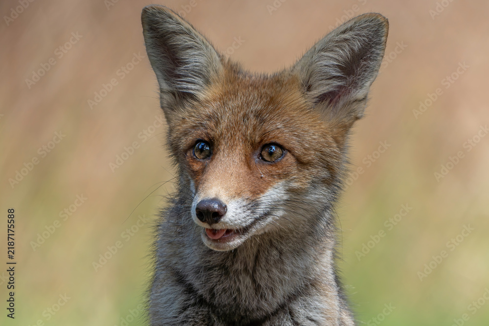 Obraz premium Young Red Fox (Vulpes vulpes) searching for food and water in the forest of Noord-Brabant in the Netherlands