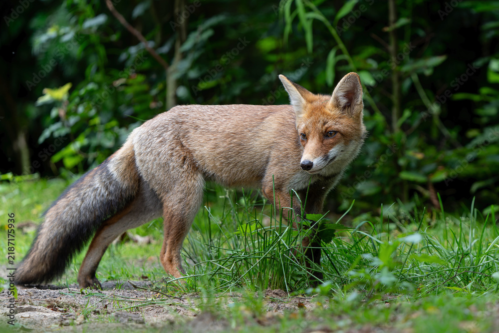 Obraz premium Young Red Fox (Vulpes vulpes) searching for food and water in the forest of Noord-Brabant in the Netherlands