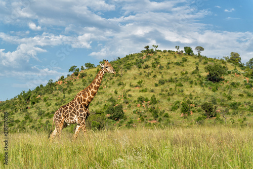 Canvas Print Male giraffe walking in the long grass in the green season between the mountains