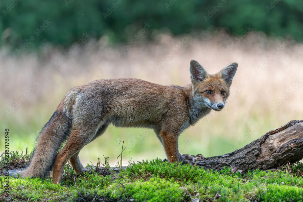Obraz premium Young Red Fox (Vulpes vulpes) searching for food and water in the forest of Noord-Brabant in the Netherlands