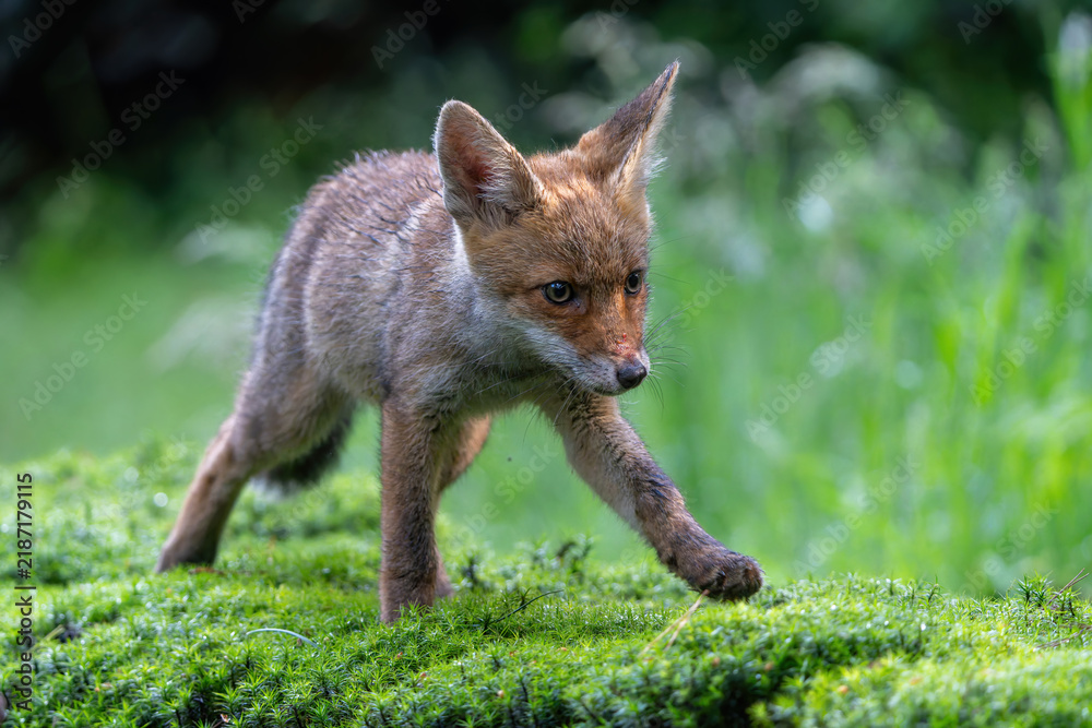 Obraz premium Young Red Fox (Vulpes vulpes) searching for food and water in the forest of Noord-Brabant in the Netherlands
