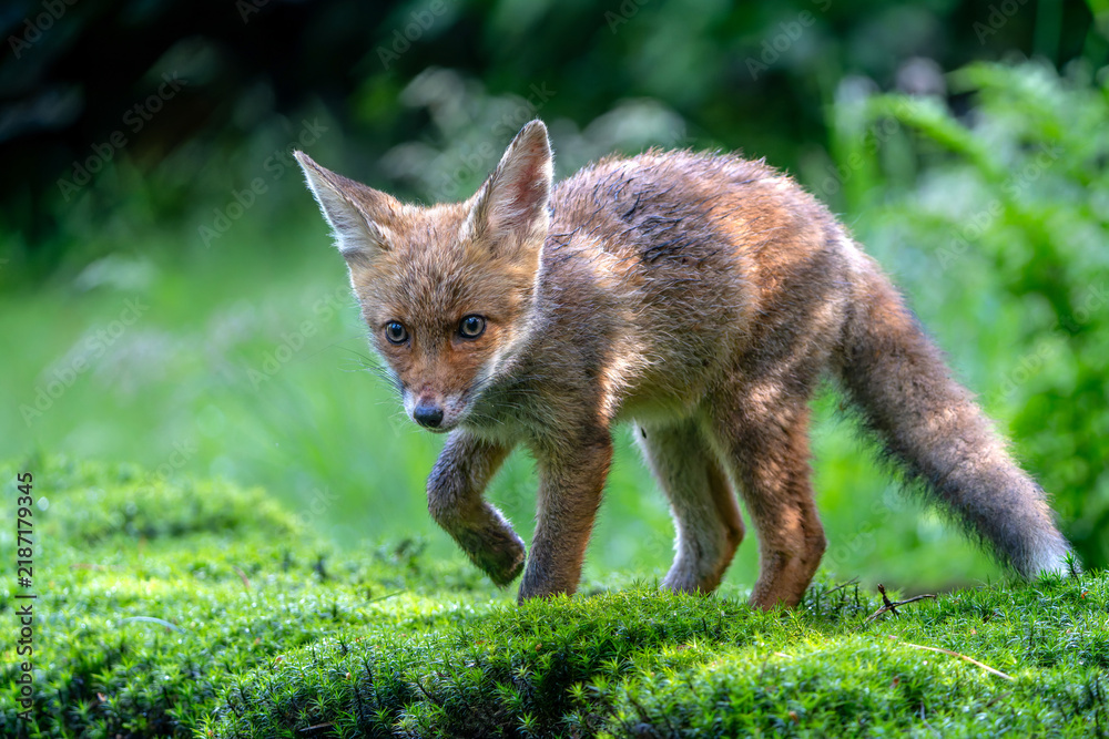 Fototapeta premium Young Red Fox (Vulpes vulpes) searching for food and water in the forest of Noord-Brabant in the Netherlands