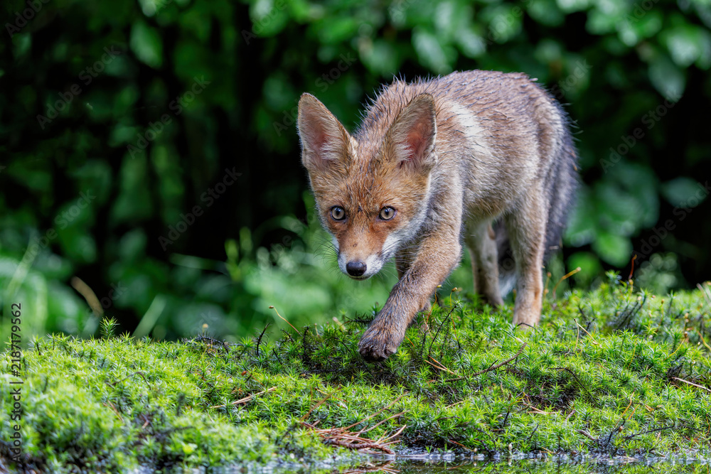 Obraz premium Young Red Fox (Vulpes vulpes) searching for food and water in the forest of Noord-Brabant in the Netherlands