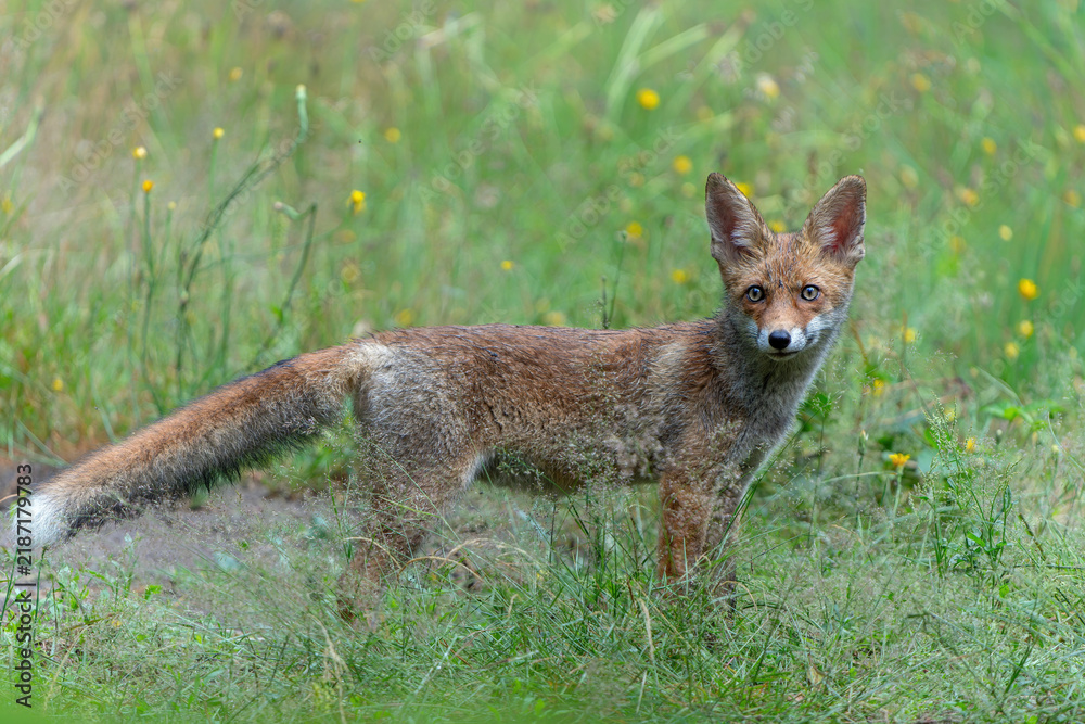 Obraz premium Young Red Fox (Vulpes vulpes) searching for food and water in the forest of Noord-Brabant in the Netherlands