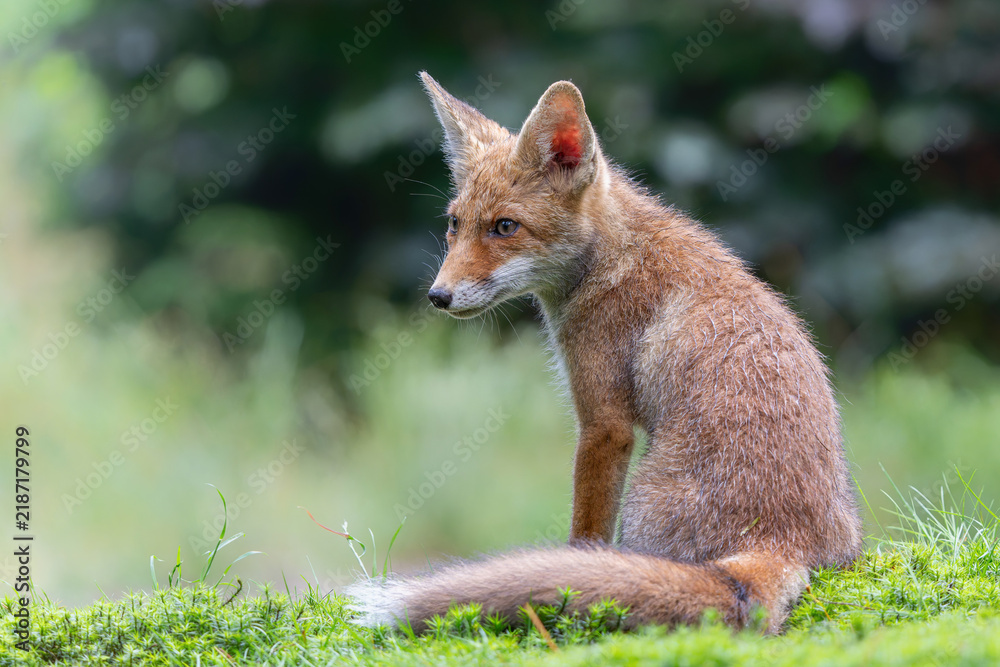 Obraz premium Young Red Fox (Vulpes vulpes) searching for food and water in the forest of Noord-Brabant in the Netherlands