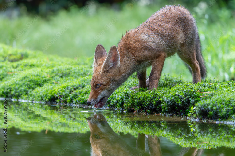 Obraz premium Young Red Fox (Vulpes vulpes) searching for food and water in the forest of Noord-Brabant in the Netherlands