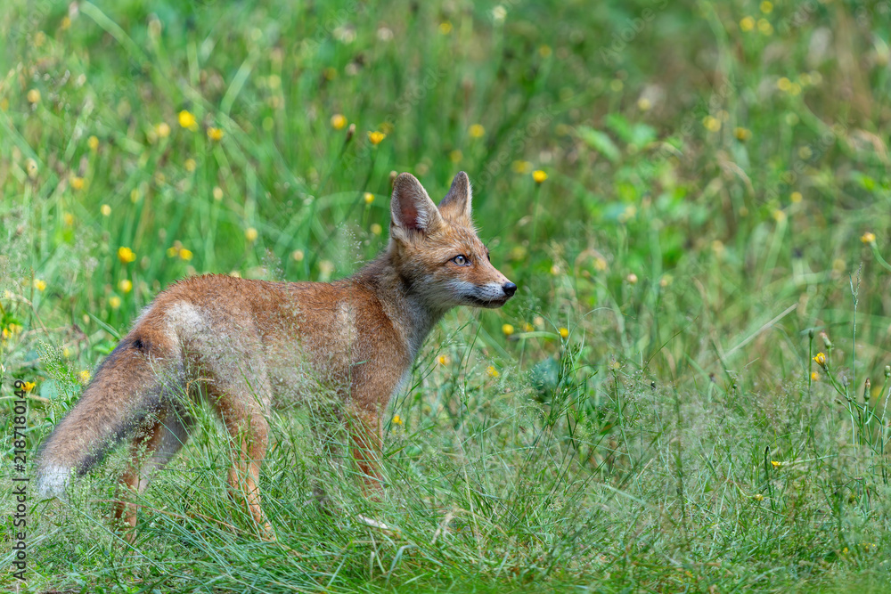 Fototapeta premium Young Red Fox (Vulpes vulpes) searching for food and water in the forest of Noord-Brabant in the Netherlands