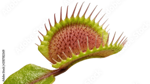 Принти на полотні Carnivorous Venus flytrap plant with sharp teeth-like cilia, isolated on transpa