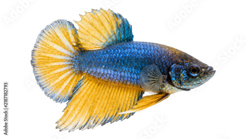 Fotografía Vibrant blue and yellow betta fish detailed scales, isolated on transparent back