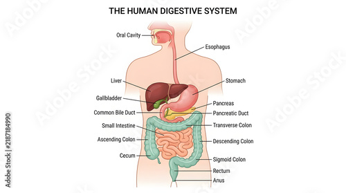 Detailed anatomical illustration showing parts of the gastrointestinal tract and internal organs for medical education and scientific study