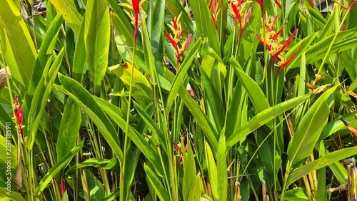 Quadro su tela Vibrant tropical heliconia flower with striking red, yellow, and orange bracts surrounded by lush green leaves