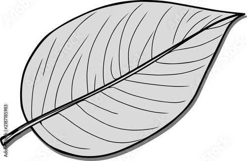Фотография Chalatea leaf Hand draw