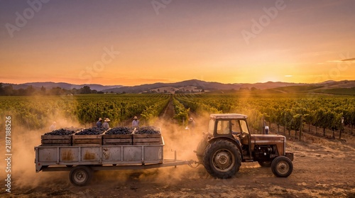 Tractor Carrying Grape Bins Through Vineyard At Sunset For Harvest Logistics And Winery Production