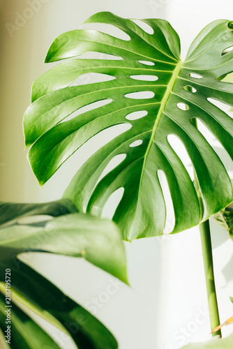 Close-up of a large green Monstera deliciosa leaf in bright natural light. Tropical houseplant with beautiful texture and distinctive holes, ideal for botanical and nature backgrounds.