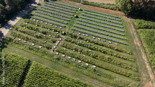 Aerial view of picnic tables arranged between rows of blooming flowers and lavender in an agro tourism farm in Milan, Lombardy, Italy.
