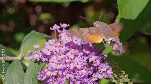 hummingbird hawk-moth (Macroglossum stellatarum) feeding in slow motion on a Buddleya flower in Cornwall, UK. These moths hover and feed similarly to hummingbirds, an example of convergent evolution