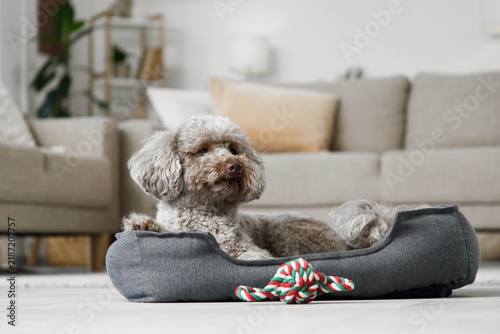 Pet care and companionship, small poodle dog resting in a cozy bed with a rope toy in a comfortable modern living room interior