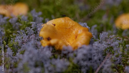 Forest mushroom season: yellow Chanterelles growing in green moss in the forest, later collected in a rustic wicker basket